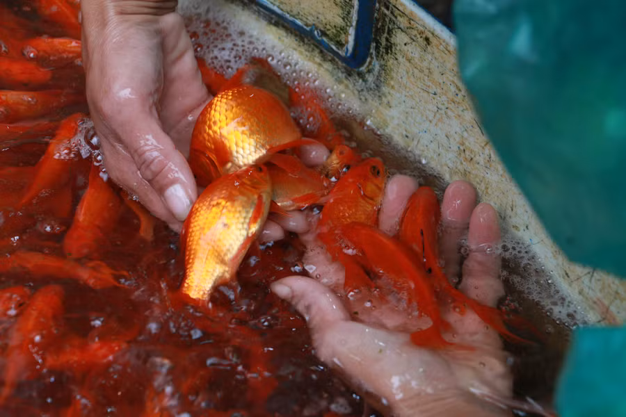 Người buôn đi chọn cá rất kĩ, cẩn thận, loại cá được chọn bắt buộc phải là cá khỏe, không được bong vẩy, màu vàng bóng, đỏ rực