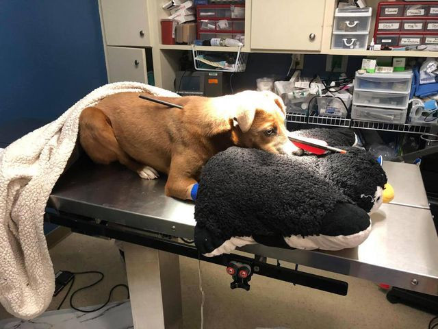 Mũi tên đã không đi qua những cơ quan quan trọng nên Loca mới may mắn sống sót Mũi tên đã không đi qua những cơ quan quan trọng nên Loca mới may mắn sống sót