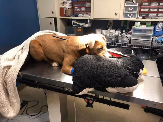 Mũi tên đã không đi qua những cơ quan quan trọng nên Loca mới may mắn sống sót