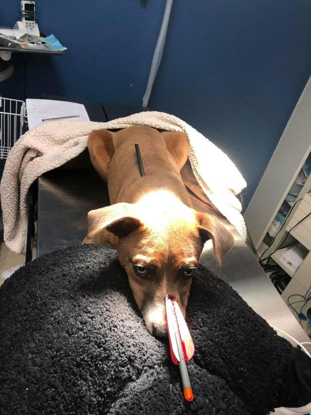 Mặc dù bị thương trầm trọng, Loca vẫn sống sót một cách kỳ diệu Mặc dù bị thương trầm trọng, Loca vẫn sống sót một cách kỳ diệu