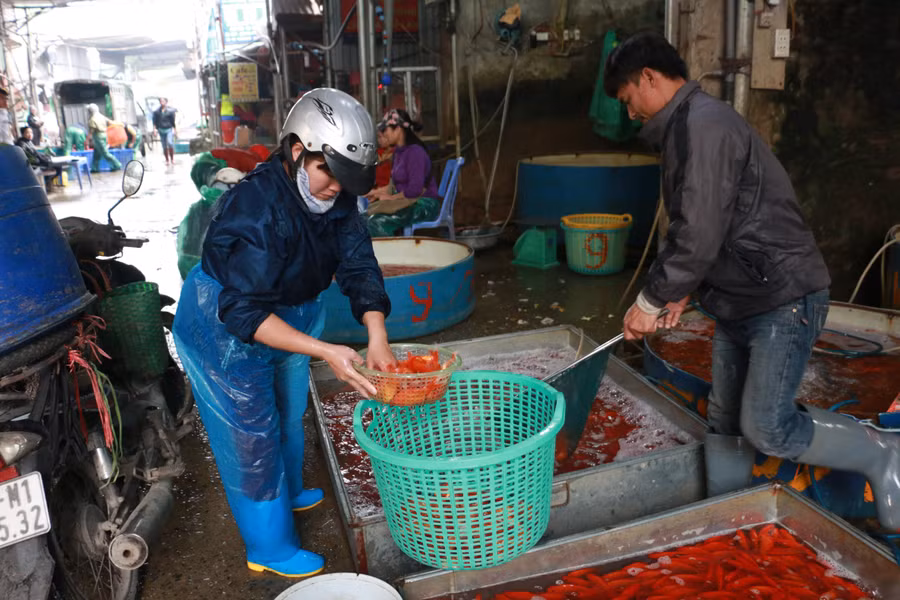 Từ 4-5 ngày gần đây tại chợ cá Yên Sở bất ngờ xuất hiện việc các tiểu thương kinh doanh cá chép đỏ phục vụ nhu cầu cúng Táo quân của người dân Hà Nội cũng như các tỉnh lân cận.