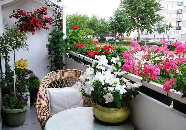 Ảnh: Balcony Garden Nàng dâu phố cổ nghẹn lời sau cuộc họp gia đình