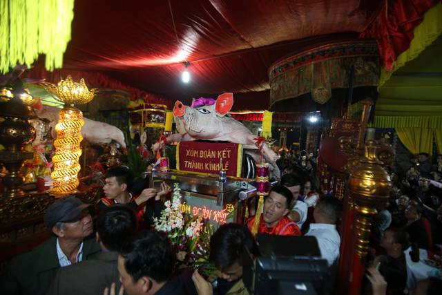 Các "Ông lợn" được đưa vào đình để làm lễ.