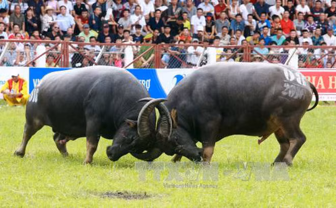 Rà soát quy trình thực hành di sản Lễ hội Chọi trâu Đồ Sơn