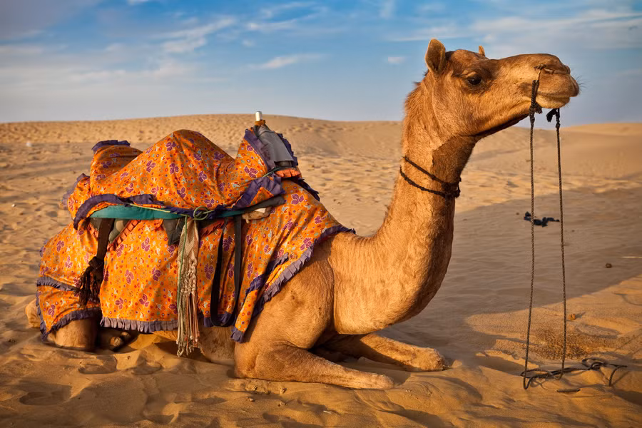 Bướu lạc đà đựng gì?