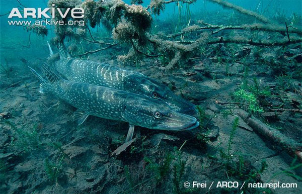 Cá chó được coi là tồn tại từ kỷ Paleogene cho tới nay Bí ẩn “quái vật ao hồ” hàm dài kỳ dị, răng sắc như dao