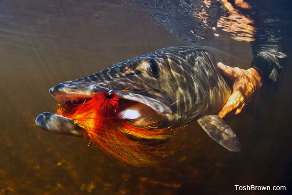 Cận cảnh loài "cá mập nước ngọt"