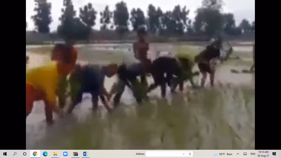 Đi cấy lúa thôi mà cũng vui ngất trời thế này 