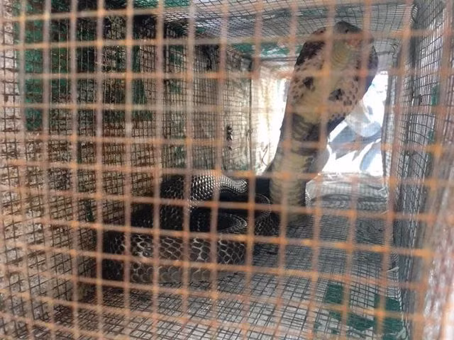 ron nguoi: bat ca chuc con ran ho mang khung o chung cu giua thu do hinh anh 6