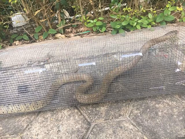 ron nguoi: bat ca chuc con ran ho mang khung o chung cu giua thu do hinh anh 8