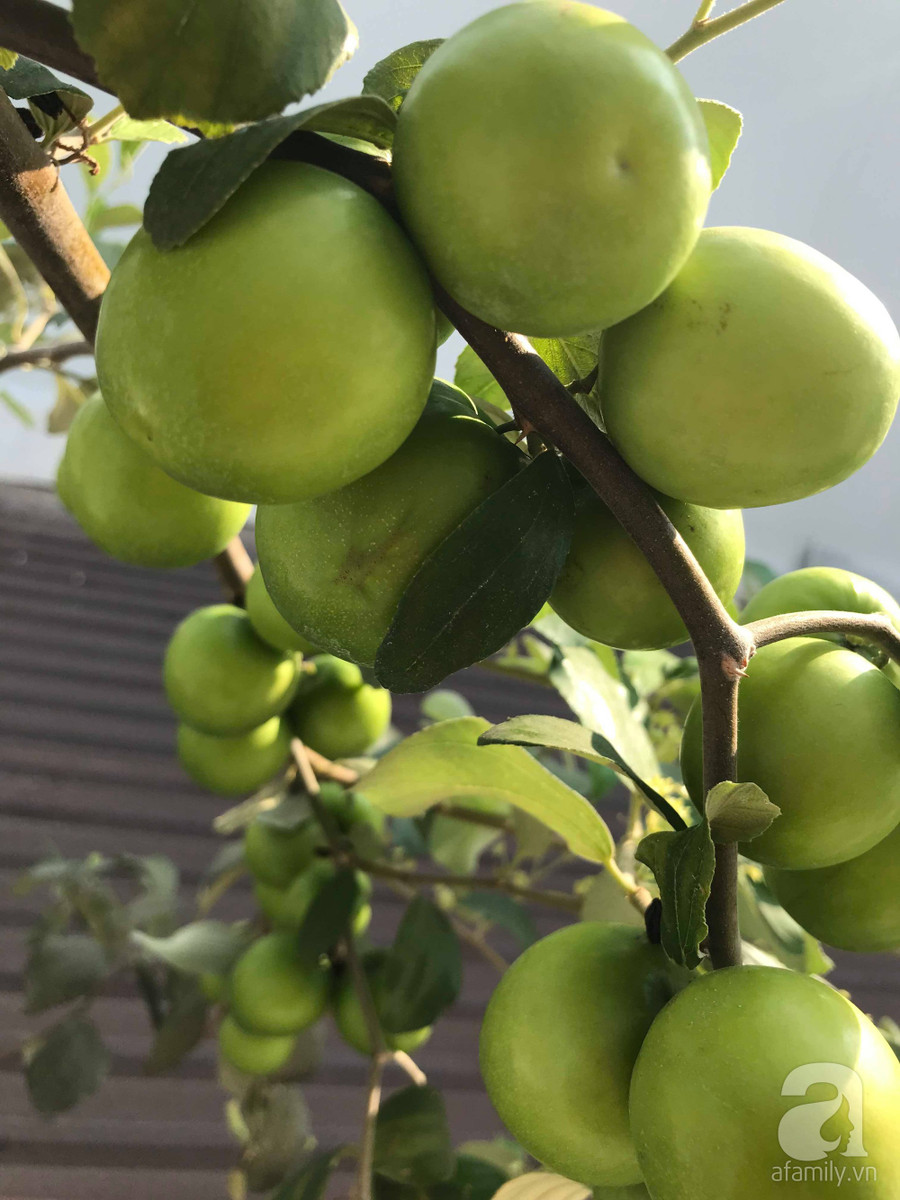 Kinh nghiệm trồng táo trên sân thượng: Chi chít quả, thu hoạch không xuể ảnh 13 Kinh nghiệm trồng táo trên sân thượng: Chi chít quả, thu hoạch không xuể ảnh 13