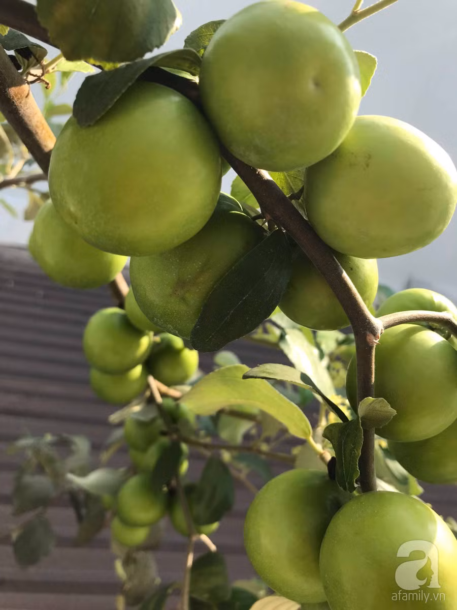 Kinh nghiệm trồng táo trên sân thượng: Chi chít quả, thu hoạch không xuể ảnh 13