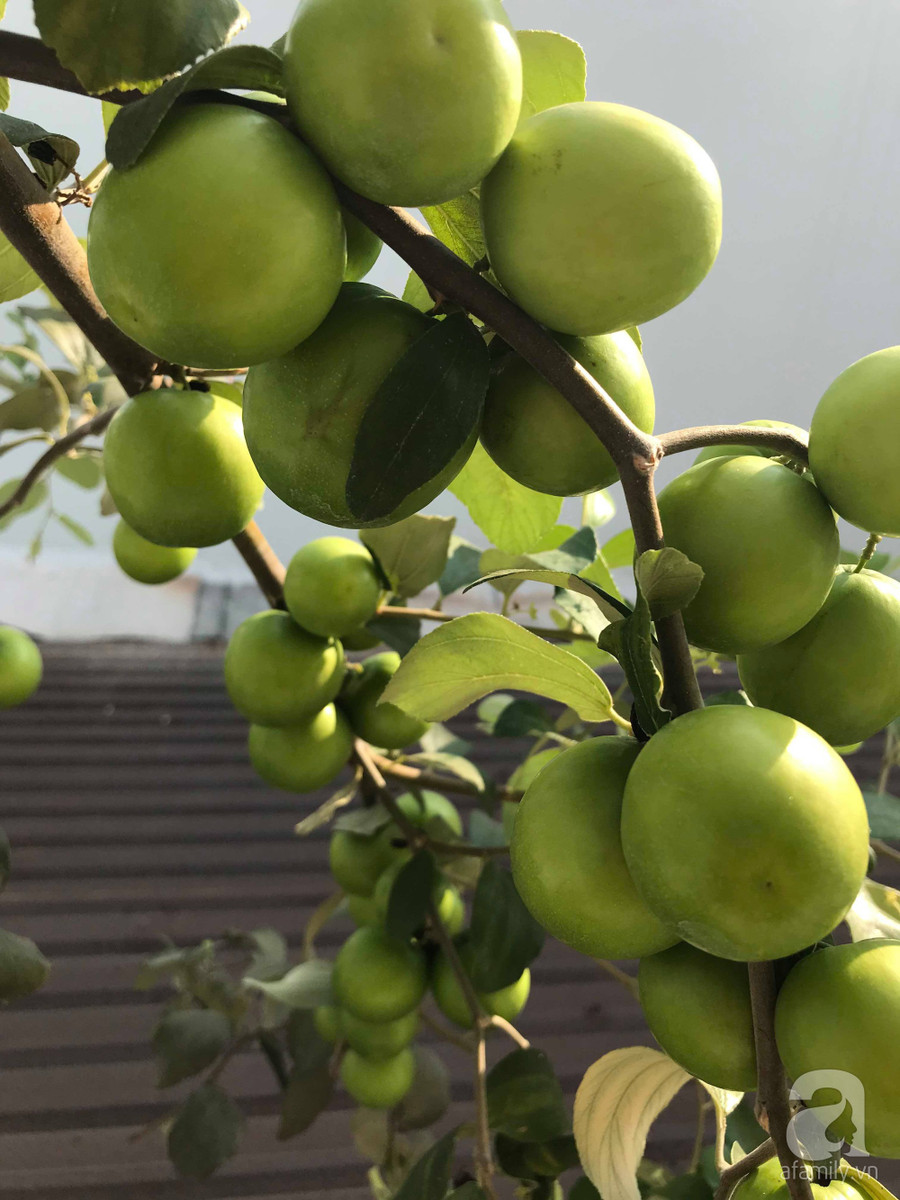 Kinh nghiệm trồng táo trên sân thượng: Chi chít quả, thu hoạch không xuể ảnh 11 Kinh nghiệm trồng táo trên sân thượng: Chi chít quả, thu hoạch không xuể ảnh 11
