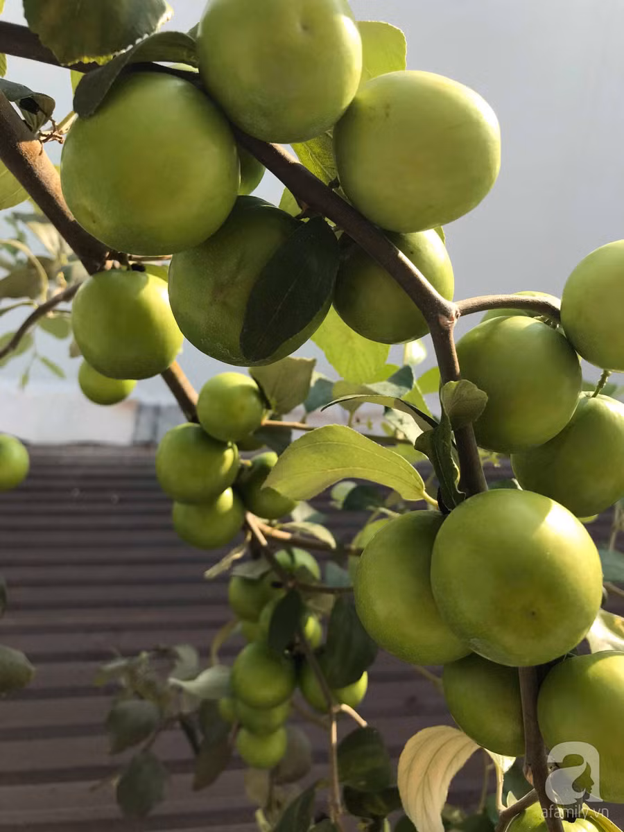 Kinh nghiệm trồng táo trên sân thượng: Chi chít quả, thu hoạch không xuể ảnh 11