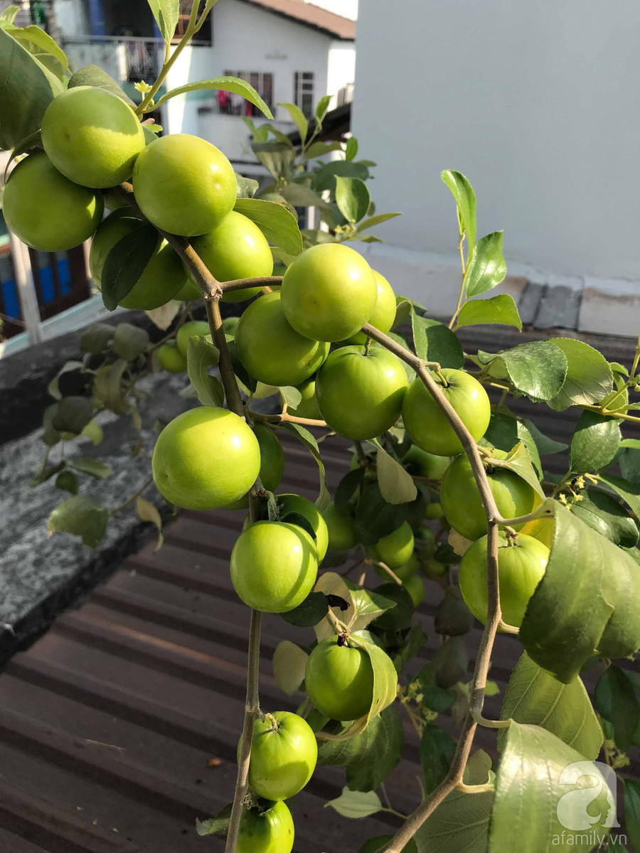 Kinh nghiệm trồng táo trên sân thượng: Chi chít quả, thu hoạch không xuể ảnh 14 Kinh nghiệm trồng táo trên sân thượng: Chi chít quả, thu hoạch không xuể ảnh 14