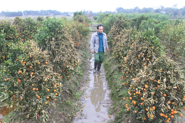 Vườn quất của gia đình gia đình ông Lê Huy Việt, quả rụng đầy vườn
