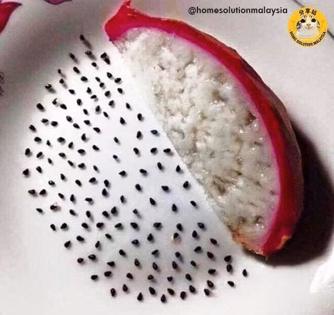 Nghỉ dịch mới có thời gian thực hiện ước mơ ăn sinh tố thanh long bỏ hạt.