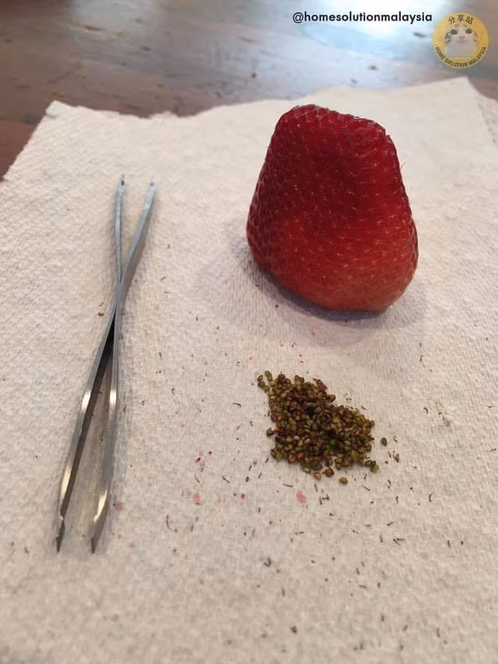 Rảnh quá thì ngồi nhặt hết hạt đi.