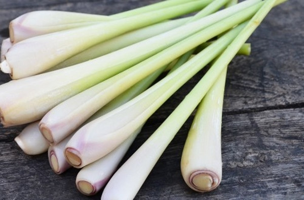 Diệt muỗi đơn giản với các vật dụng trong nhà - Ảnh 2 Diệt muỗi đơn giản với các vật dụng trong nhà - Ảnh 2