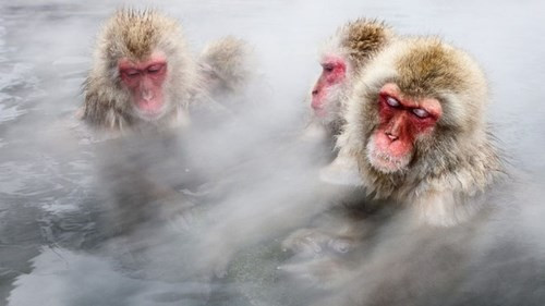 Tuyệt chiêu tránh rét của động vật - ảnh 1