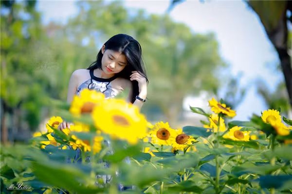 Cận cảnh vẻ đẹp của vườn hướng dương Đồng Nai thu hút giới trẻ ảnh 4 Cận cảnh vẻ đẹp của vườn hướng dương Đồng Nai thu hút giới trẻ