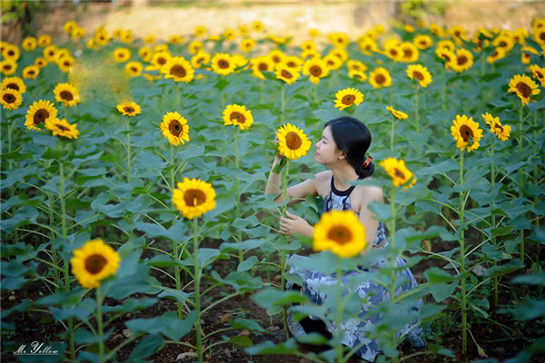 Cận cảnh vẻ đẹp của vườn hướng dương Đồng Nai thu hút giới trẻ