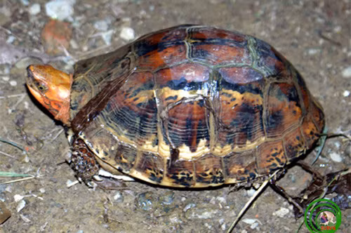 Rùa hộp trán vàng miền Bắc (Cuora galbinifrons)cũng nằm trong nhóm cực kỳ nguy cấp của Sách đỏ thế giới. Chúng phân bố ở miền Bắc từ Huế trở ra. Màu sắc mai của chúng khác nhau giữa cá thể cùng loài.Mai của loài gồ cao với các vệt màu đen, các phần xung quanh thường sáng hơn ởgiữa. Yếm có màu đen cho đến gần đen hoàn toàn.Ảnh:Vncreatures. Rủa hộp trán vàng miền Bắc Cuora galbinifrons cũng nằm trong danh sách Cực kỳ nguy cấp của Sách đỏ thế giới.