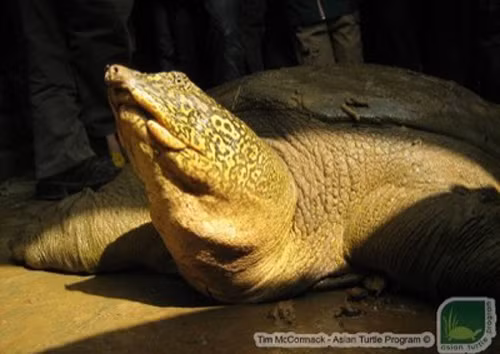 Rùa Hoàn Kiếm còn có tên là giải Swinhoe, Rafetus swinhoei. Đây là một trong 5loài rùa mai mềm của Việt Nam, với đặc điểm như mũi ngắn, không có nếp gấp tạo thành đáp sần ở phía cổ như ba ba gai hay nốt sần dọc rùa phía trước của mai như ba ba Nam Bộ. Loài này sống trong hệ thống sông lớn ở miền Bắc Việt Nam như sông Hồng và phía nam Trung Quốc. Năm 2011, Quỹ Bảo tồn rùa (TCF) xếp rùa Hoàn Kiếm là 1 trong 25 loài rùa bị đe dọa cao nhất thế giới. Tổ chức bảo tồn thiên nhiên quốc tế IUCN xếp loài này vào mức cực kỳ nguy cấp (CR) năm 2010. Rùa Hoàn Kiếm còn 4 cá thể, 2 cá thể ở Trung Quốc, 1 ở Hồ Gươm và 1 ở Đồng Mô. Nguyên nhân suy giảm là mất môi trường sống, bị săn bắt và buôn bán. Tại Việt Nam, rùa Hồ Gươm đang gây nhiều tranh cãi, bởi một số nhà khoa học cho rằng nó hoàn toàn khác cá thể sống ở Đồng Mô hay Trung Quốc. Rùa hồ Gươm chết tối 19/1 và được lực lượng chức năng đưa về Bảo tàng thiên nhiên. Ảnh: ATP. Rùa Hoàn Kiếm (còn có tên là giải Swinhoe, Rafetus swinhoei) được mô tả lần đầu tiên từ năm 1873, nhưng thực tế có rất ít nghiên cứu về loài rùa mai mềm khổng lồ này. Năm 2011, Quỹ bảo tồn rùa (TCF) xếp rùa Hoàn Kiếm là một trong 25 loài rùa bị đe dọa cao nhất thế giới. Tổ chức bảo tồn thiên nhiên quốc tế IUCN xếp loài này vào mức cực kỳ nguy cấp (CR) năm 2010. Đứng đầu trong danh sách các loài rùa đối mặt với nguy cơ tuyệt chủng, rùa Hoàn Kiếm còn bốn cá thể tồn tại được biết đến, hai cá thể được ghép đôi tại Vườn thú Tô Châu, Trung Quốc, một cá thể ở hồ Hoàn Kiếm và cá thể cuối cùng được phát hiện tại hồ Đồng Mô, Hà Nội (Chương trình bảo tồn rùa châu Á - ATP, 2007). Không chỉ vậy, cá thể ở hồ Gươm có ý nghĩa tâm linh rất lớn trong văn hóa người Việt, được tôn kính như một vị thần thánh từ truyền thuyết hồ Gươm nổi tiếng thế kỷ XV (Heinselman, 2000).