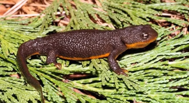 Cận cảnh loài lưỡng cư độc nhất trên thế giới