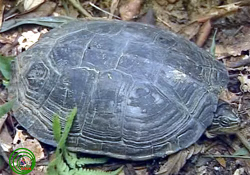 Rùa Trung Bộ (Mauremys annamensis) là loài đặc hữu chỉ có ở Việt Nam, sống tại các khu vực đất ngập nước từ Phú Yên đến Đà Nẵng. Chiều dài mai rùa khoảng 170 mm, mai có hình ôvan không gồ cao nhiều. Yếm có những vệt đậm màu đối xứng trên từng tấm yếm và có viền vàng xung quanh. Đầu chúng có hai hoặc ba vạch màu vàng. Ảnh:Vncreatures. Rùa Trung Bộ. Mauremys annamensis