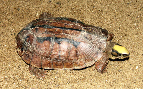Rùa hộp ba vạch (Cuora trifasciata) phân bố ở các tỉnh miền Bắc và miền Trung. Mai của loài có màu nâu đỏ với ba vạch đen trên đỉnh. Đỉnh đầu có màu vàng nhạt với các sọc đen ở hai bên mặt. Số lượng loài đang suy giảm nghiêm trọng do bị săn bắt để bán ra nước ngoài. Ảnh:Wikipedia. Rùa hộp ba vạch Cuora trifasciata