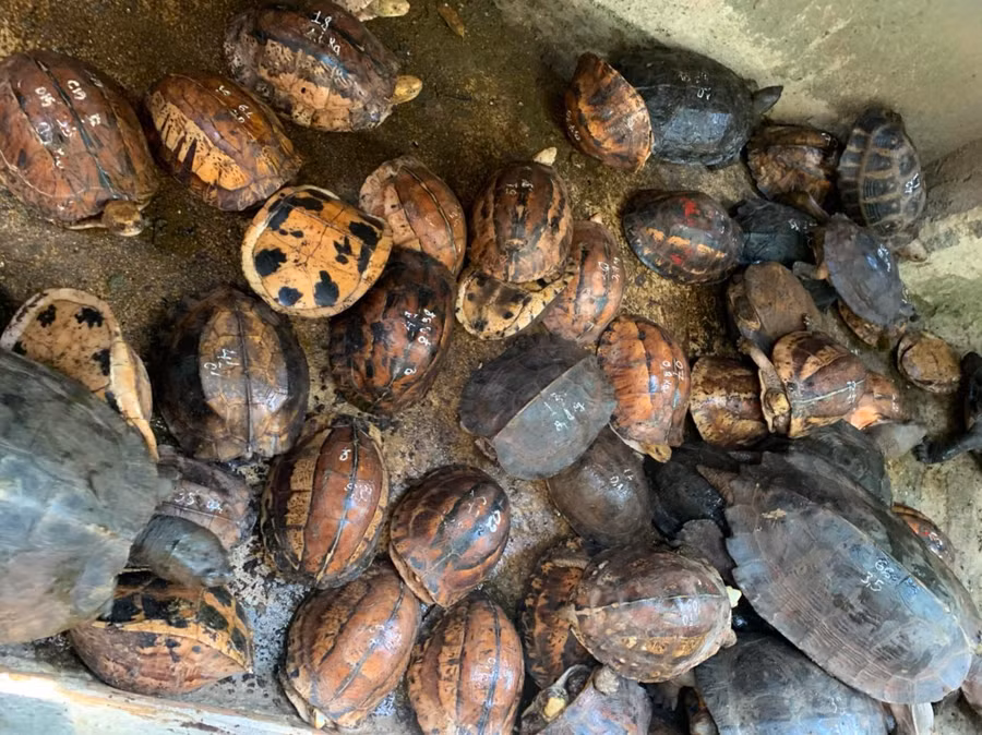 127 cá thể rùa các loài đã bị thu giữ tại nhà một đối tượng tại Buôn Ma Thuột ngày 8/5/2020.