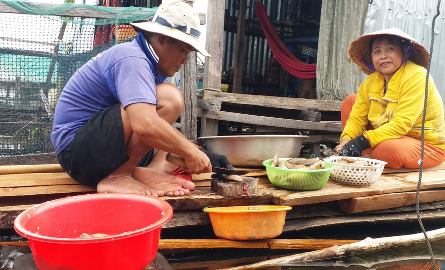 Chế biến cá đánh bắt được trên hồ Chế biến cá đánh bắt được trên hồ