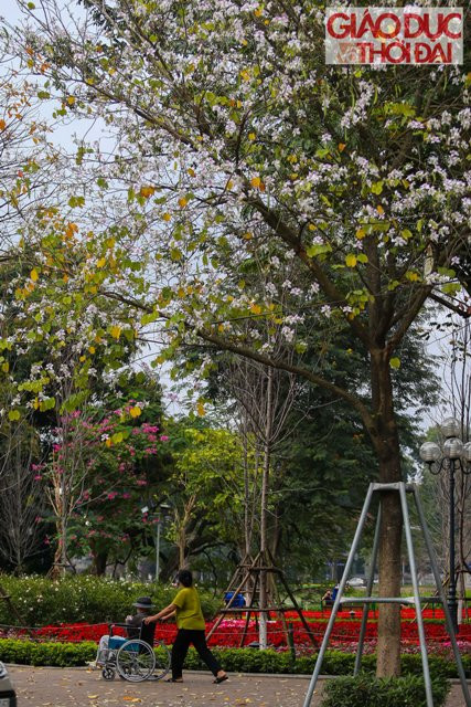 Từng gốc cây, từng mảng màu riêng biệt tạo nên vị đầu xuân rất riêng của Hà Nội