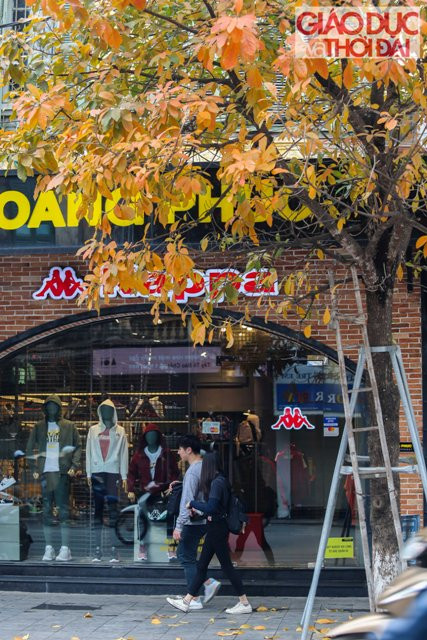 Bên những hàng cây lá vàng, dòng người cũng như chậm lại