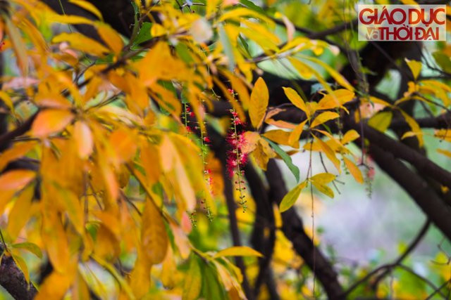 Tán cây lộc vừng vàng rực rỡ với những nhánh hoa cuối cùng