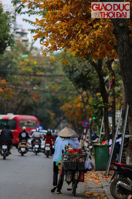 Những chiếc xe đạp cũ đi dọc theo những hàng cây “cũ”