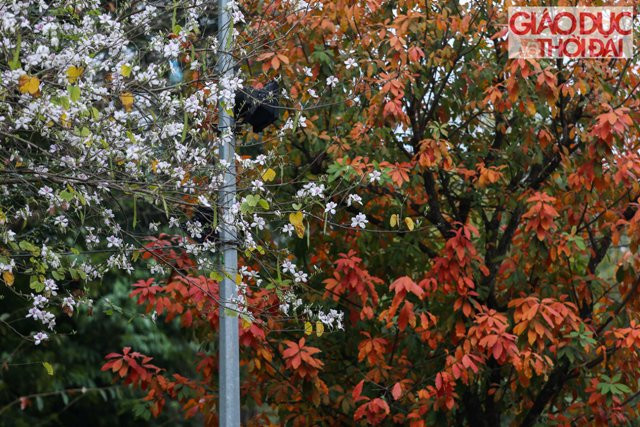 Trong bất giác, những người có tâm hồn lãng đãng cũng không thể phân biệt nổi đâu là mùa Xuân, đâu là mùa Thu ngoại trừ lịch thời gian vẫn còn vương vấn trong tâm trí.