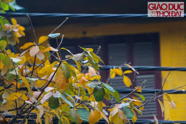 Mái nhà, ô cửa cũng được tô thêm sắc màu của khúc giao mùa