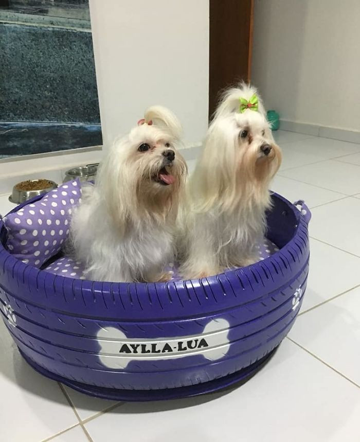 Biến hóa lốp xe bỏ đi thành giường ngủ xinh đẹp cho thú cưng ảnh 8