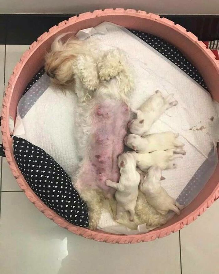 Biến hóa lốp xe bỏ đi thành giường ngủ xinh đẹp cho thú cưng ảnh 10