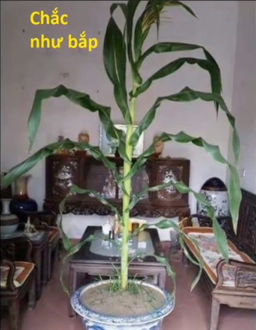 Những ảnh hài hước ngày 15/2 ảnh 9 Món quà ý nghĩa ngày Tết.