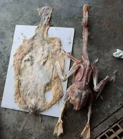 Biết gia đình người yêu không thích ăn da?