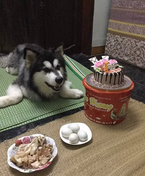 bieu-cam-ngo-nghinh-cua-thu-cung-khi-duoc-to-chuc-sinh-nhat-8