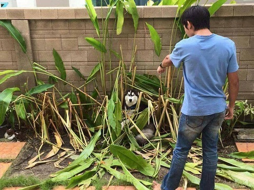 Đã nuôi chó thì không được trồng riềng. 10-anh-hai-hot-nhat-facebook-trong-ngay-8