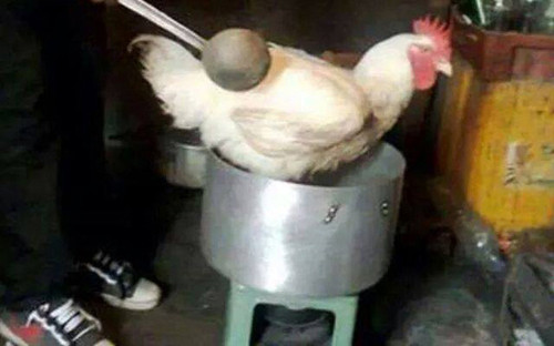 Mẹ chồng bảo "gà luộc nguyên con". Mẹ chồng bảo luộc gà nguyên con.
