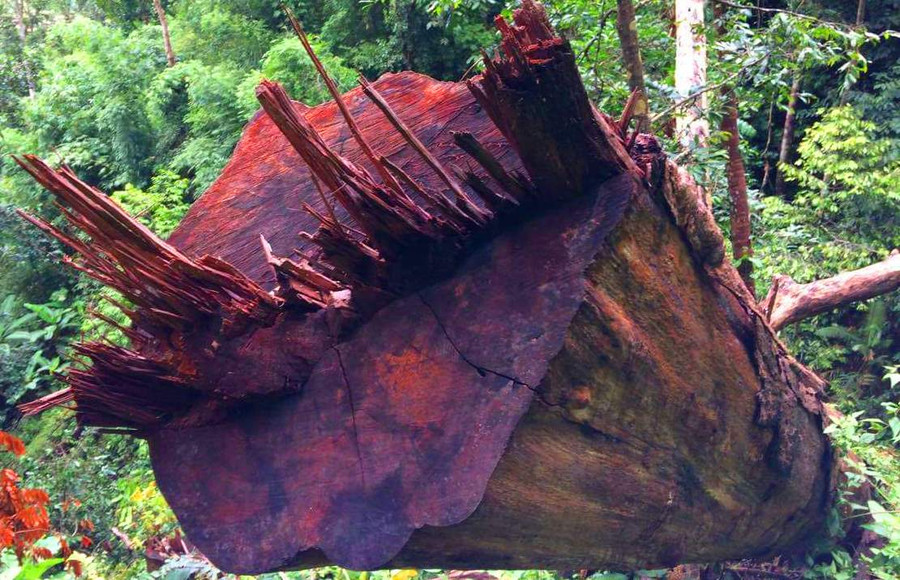 Gỗ còn sót lại tại hiện trường