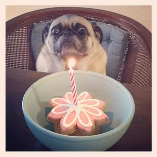 bieu-cam-ngo-nghinh-cua-thu-cung-khi-duoc-to-chuc-sinh-nhat-2