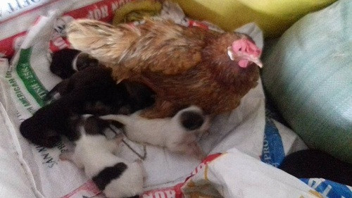 Tình mẫu tử không phân biệt giống loài. 10-anh-hai-hot-nhat-facebook-trong-ngay-3