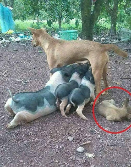 Dường như có điều gì đó không đúng. 10-anh-hai-hot-nhat-facebook-trong-ngay